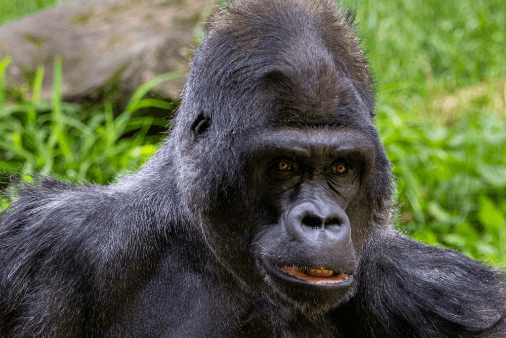 Close-up of a gorilla's face against a background of green foliage.